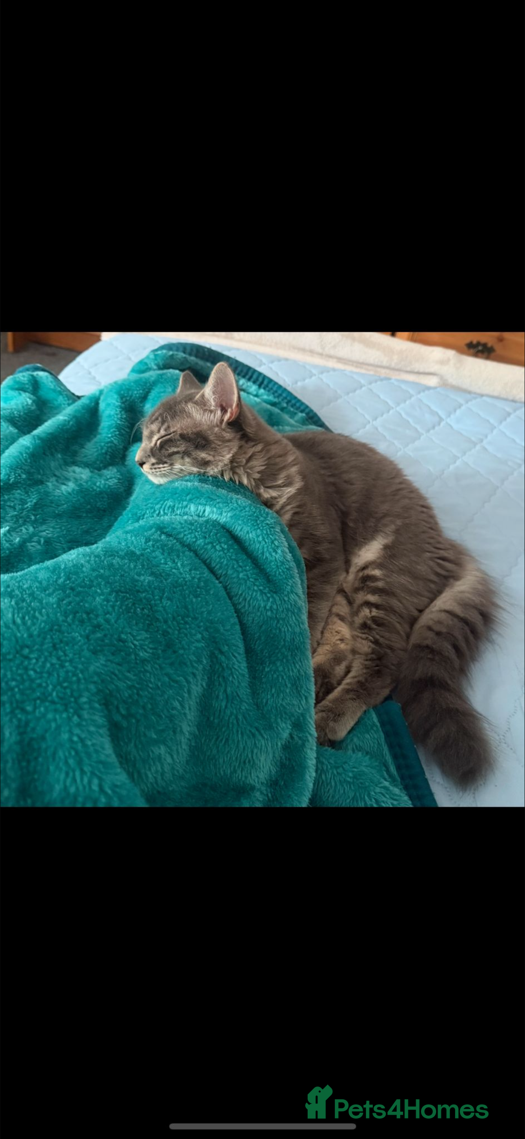 British Longhair cats for sale: A lovely British longhair cat for sale  - Advert 4