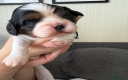 Cavalier King Charles Spaniel dogs for sale: 2 Female Kc Reg Cavalier King Charles Spaniels  - Image 4