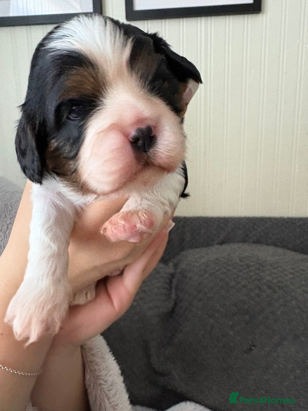 Cavalier King Charles Spaniel dogs for sale: 2 Female Kc Reg Cavalier King Charles Spaniels  - Image 4