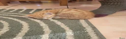 Mixed Breed cats for sale: Gorgeous male kittens - Advert 8