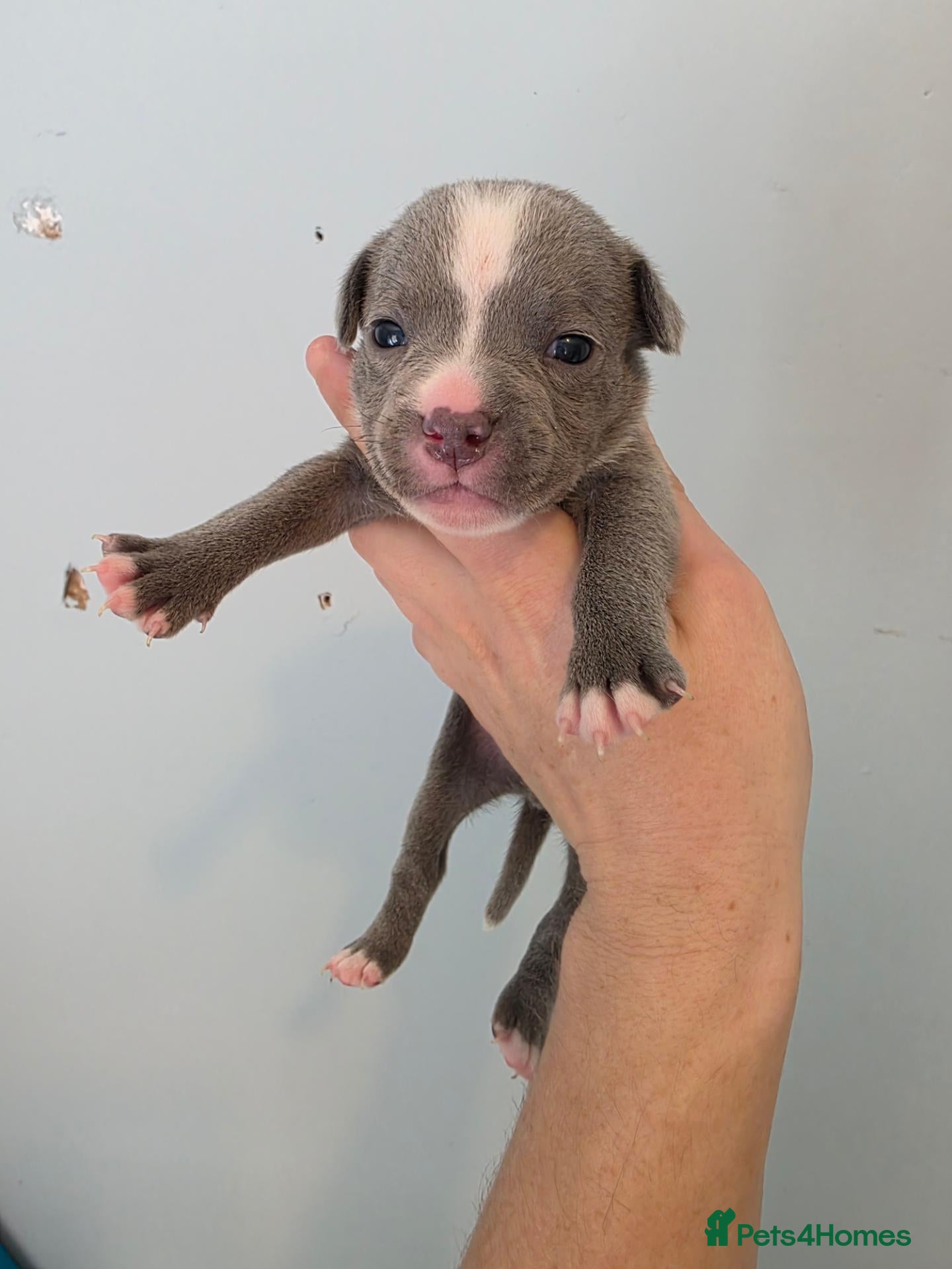 Staffordshire Bull Terrier dogs Kc staffordshire bull terrier puppies  - Advert 2