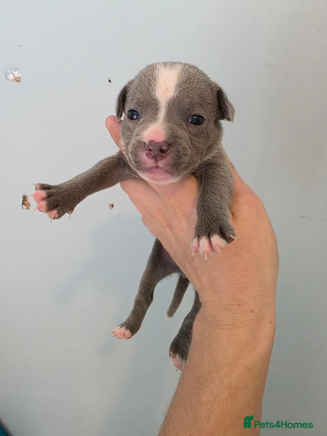 Staffordshire Bull Terrier dogs for sale: Kc staffordshire bull terrier puppies  - Advert 2