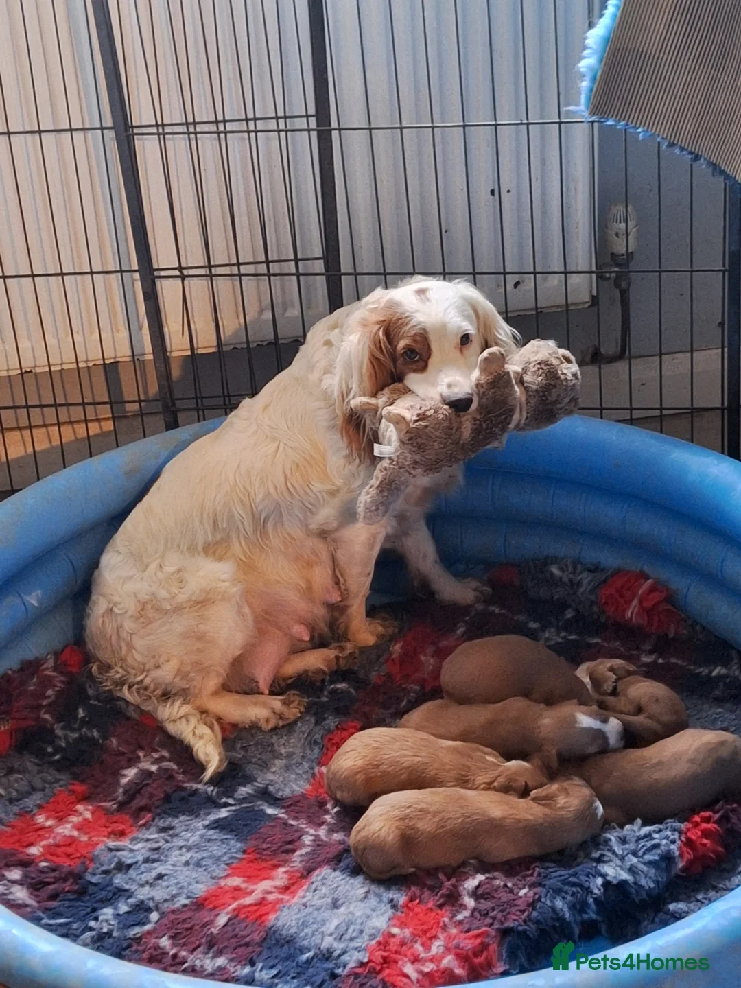 Cocker Spaniel dogs for sale: Working Cocker Spaniels RED - Advert 5