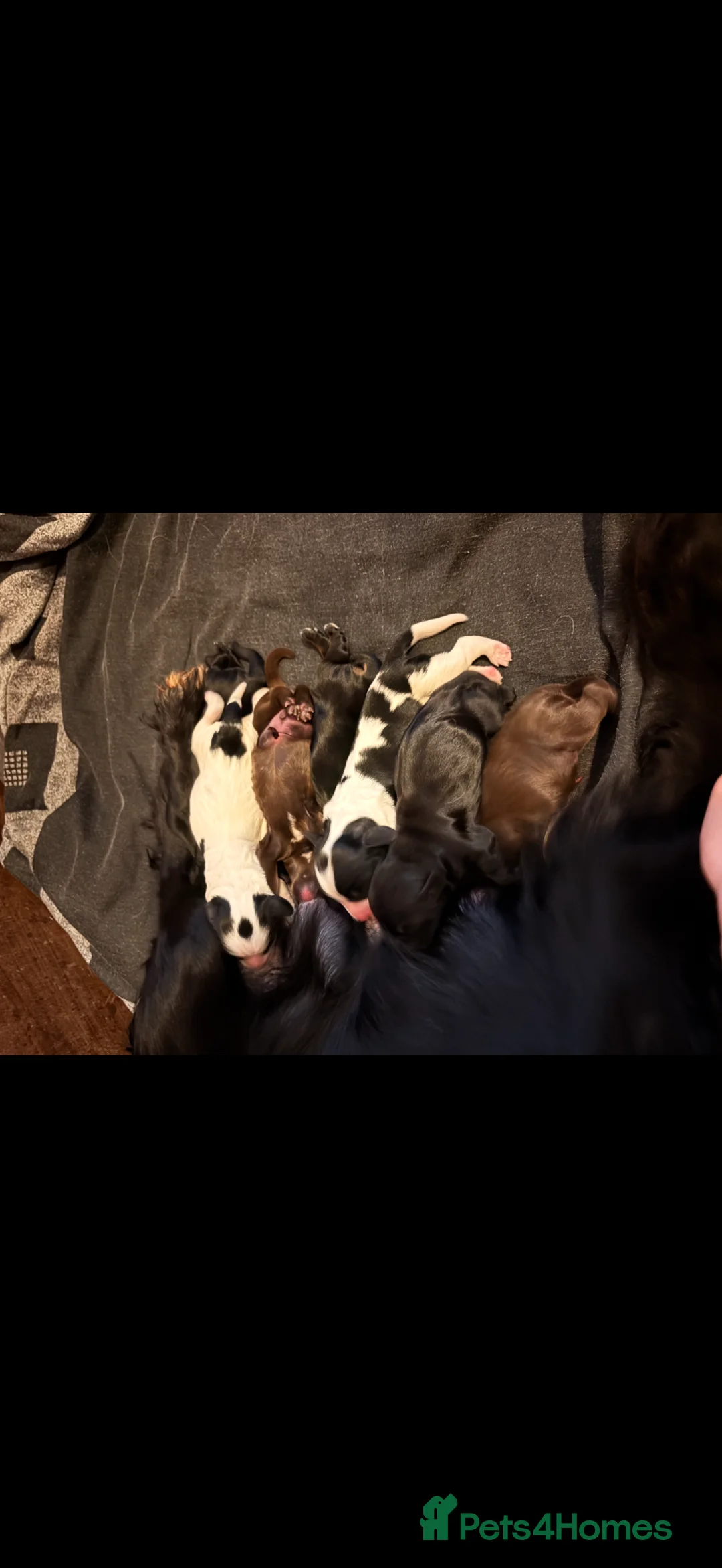 Cockapoo dogs for sale: Cockapoo puppies - Advert 1