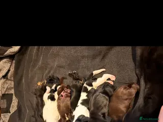 Cockapoo dogs Cockapoo puppies - Advert 1