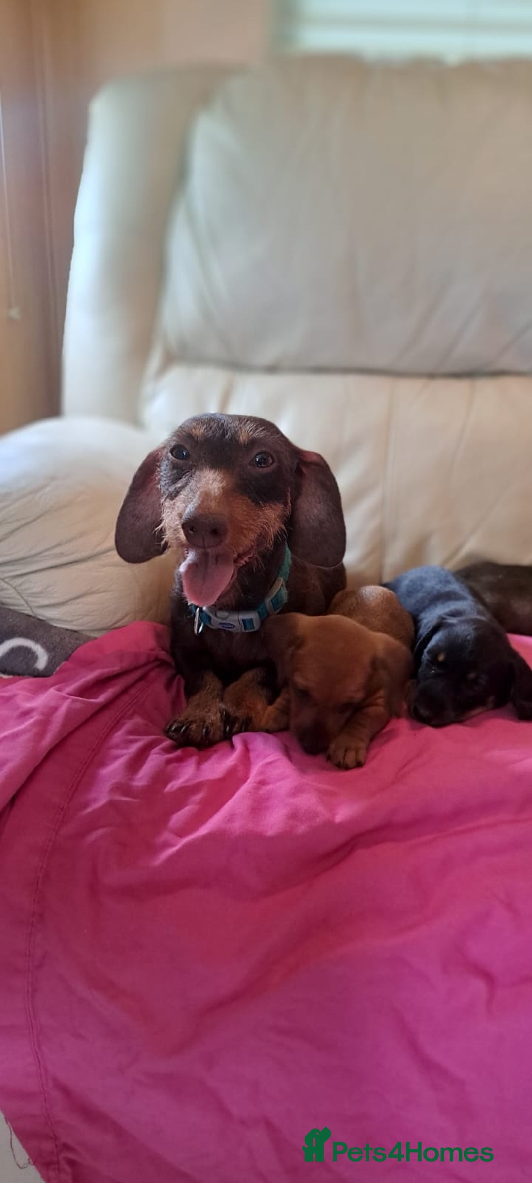 Dachshund dogs for sale: 3 miniature dachshund puppies  - Image 1