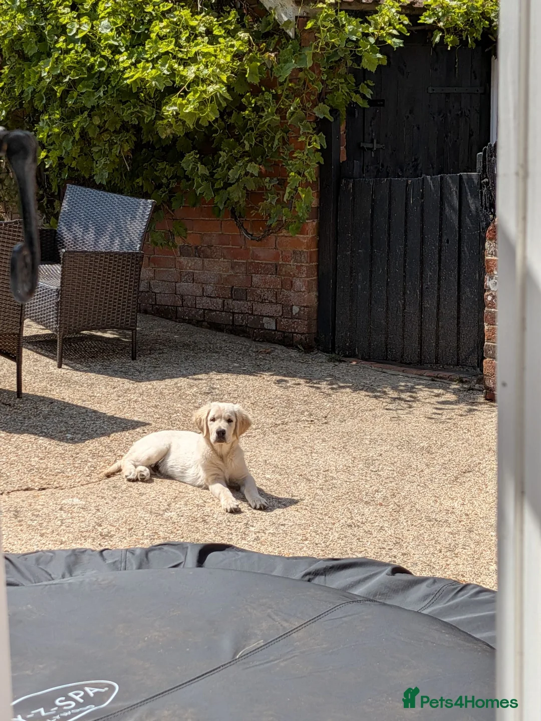 Golden Retriever dogs for sale: KC Male Golden Retriever  in Ringwood - Advert 6