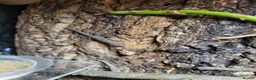 Gecko reptiles for sale: Mourning gekos  in Loughborough - Advert 3