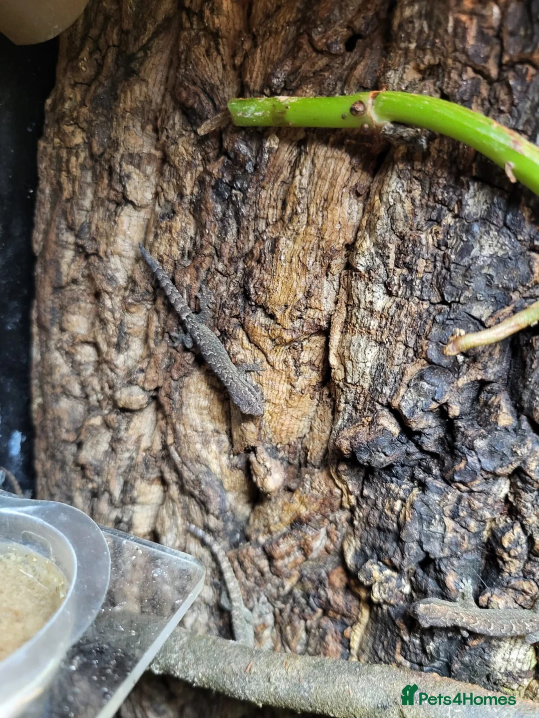 Gecko reptiles for sale: Mourning gekos  in Loughborough - Advert 3