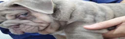 English Bulldog dogs for sale: MALE  - Advert 12