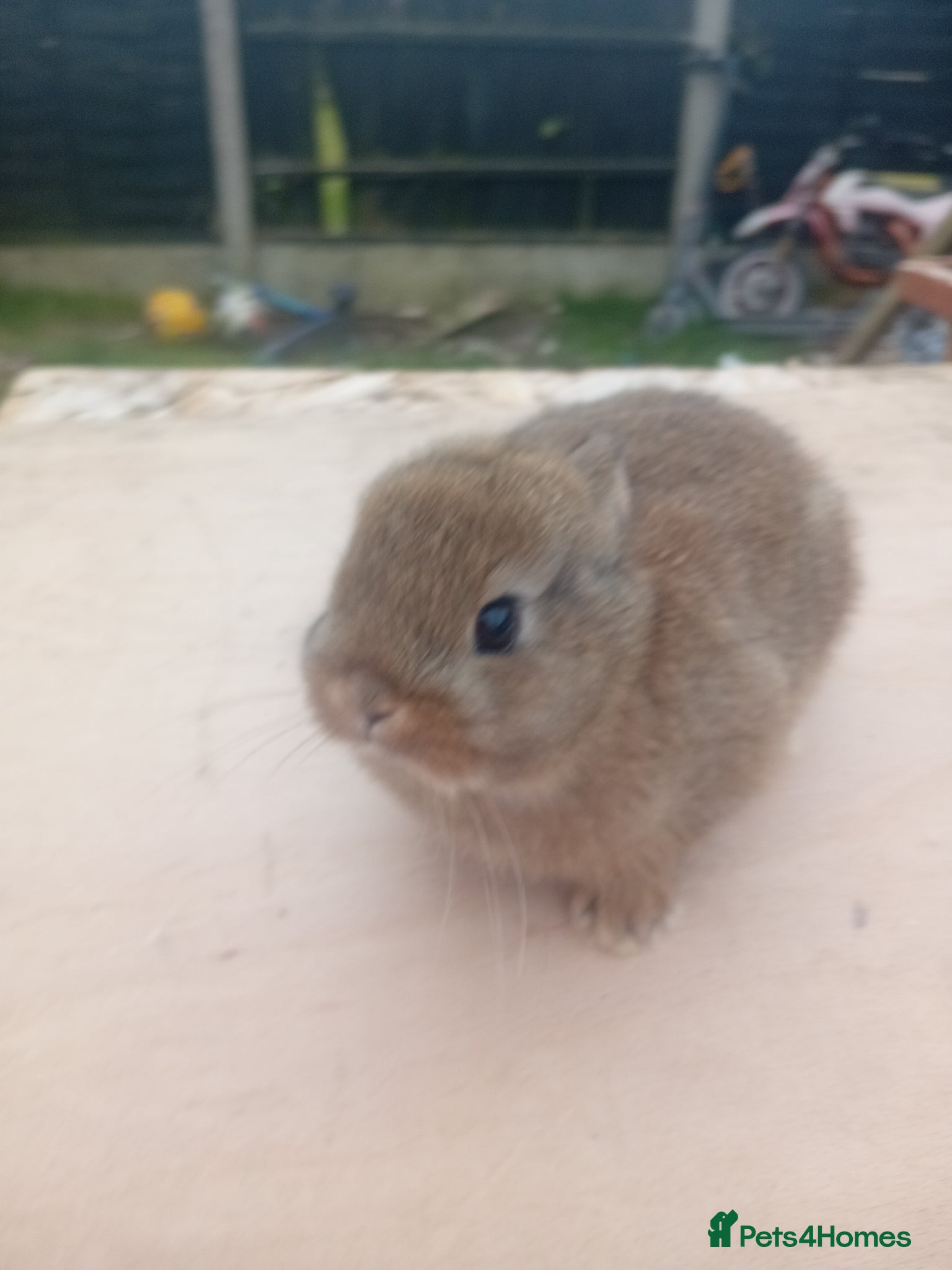 Netherland Dwarf rabbits Netherland dwarf baby  - Advert 1