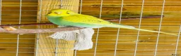 Budgerigars birds for sale: Budgie baby bird for 40 - Advert 5