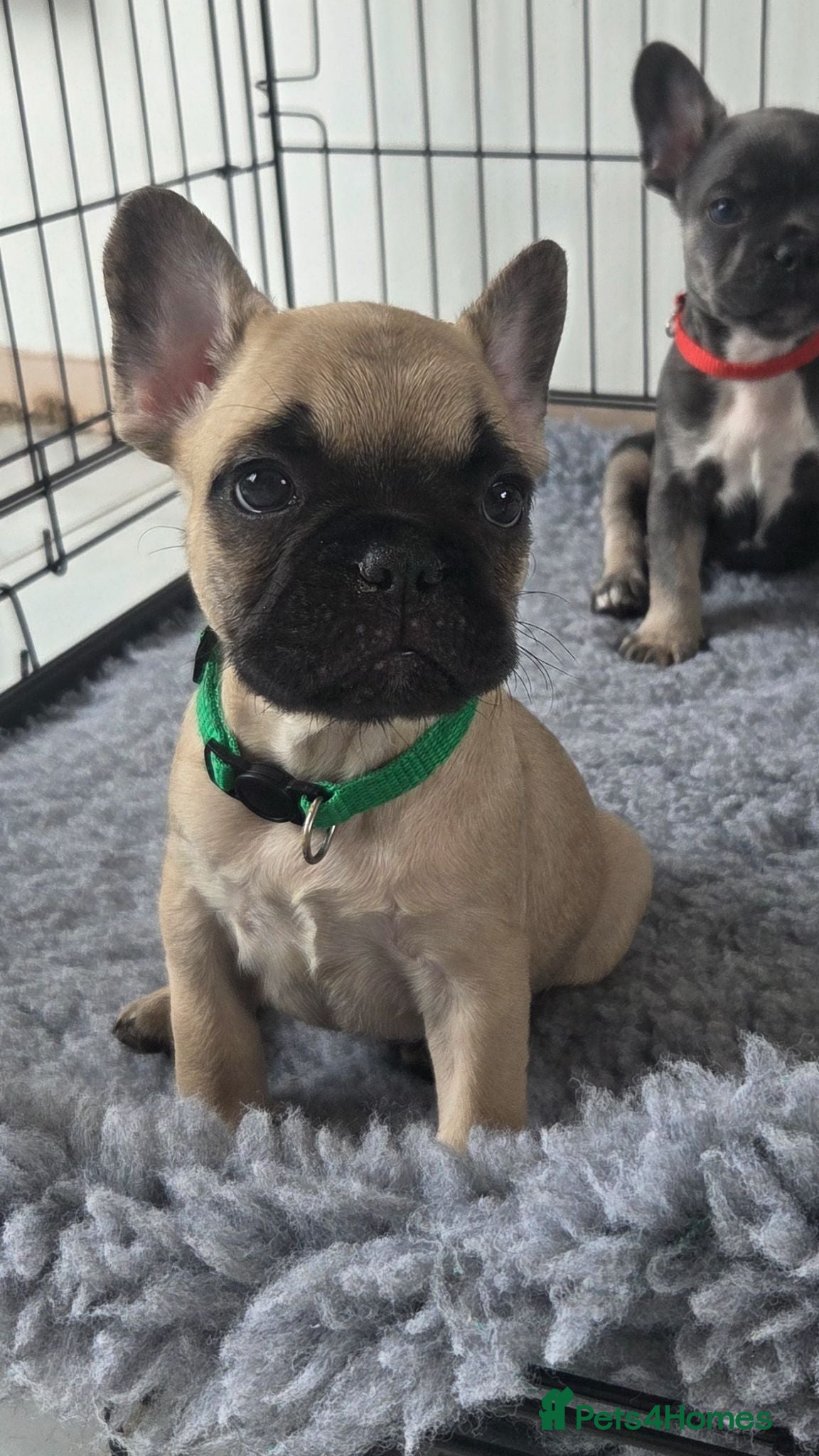 French Bulldog dogs Ready to collect  - Advert 14