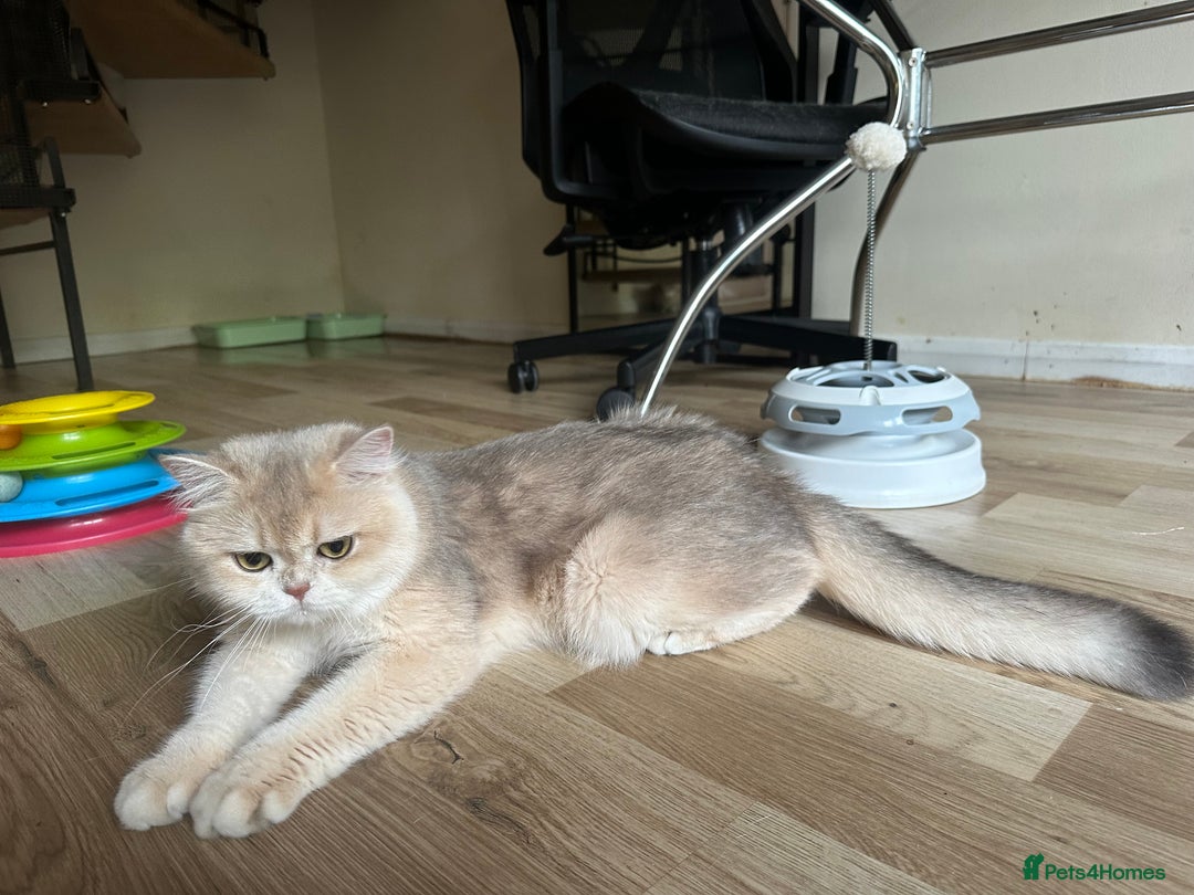 British Shorthair cats for sale: GCCF reg Active BSH Blue Gold Female for Breeding - Advert 10