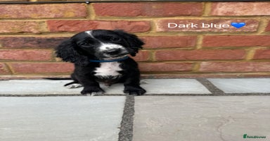 Cocker Spaniel dogs - Advert 15