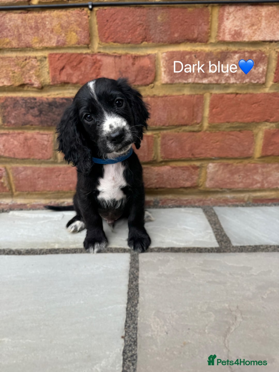 Cocker Spaniel dogs for sale: Beautiful cocker spaniel pups for sale!🐶 - Image 2