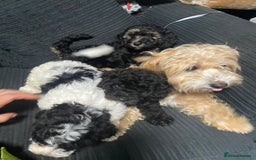 Labradoodle dogs for sale: F1bb miniature labradoodle puppies ready to go - Image 4