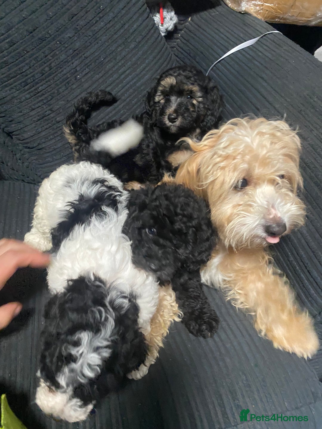 Labradoodle dogs for sale: F1bb miniature labradoodle puppies ready to go - Image 4