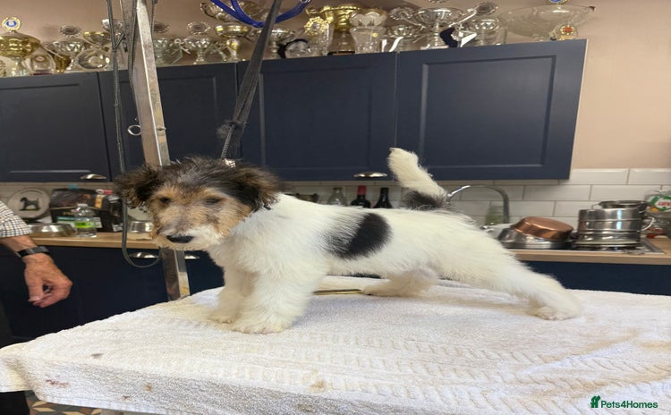 Fox Terrier dogs - Advert 1