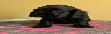 Cocker Spaniel 1