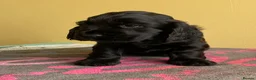 Cocker Spaniel dogs for sale: Show type cocker spaniels - Advert 2