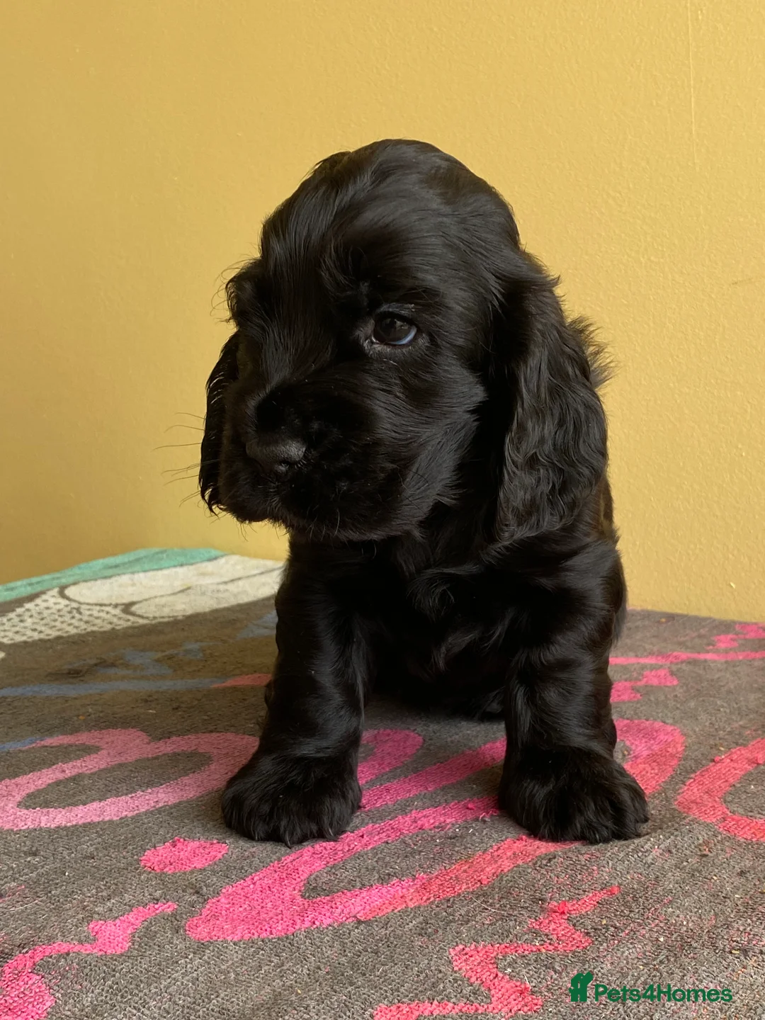 Cocker Spaniel dogs for sale: Show type cocker spaniels - Advert 2