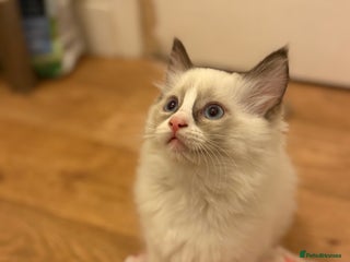Ragdoll cats - Advert 5