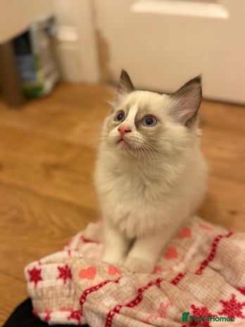 Ragdoll cats - Advert 4