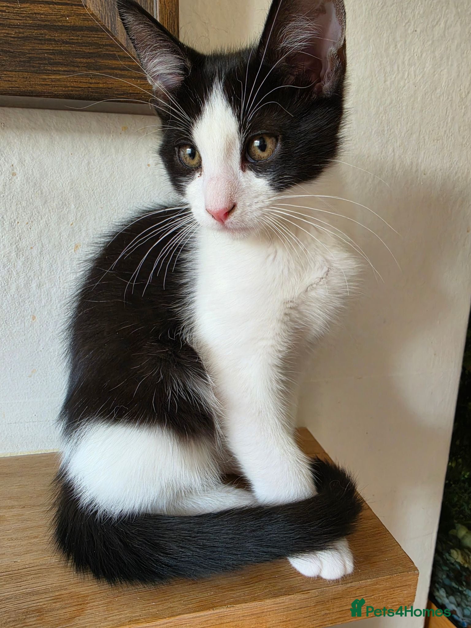 Ragdoll cats Ragdoll X -last boy  £100 - Advert 1