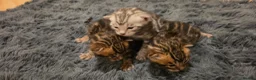 Bengal cats for sale: Full pedigree babies - Advert 5