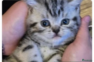 British Shorthair cats Beautiful bsh silver tabby kitten - Advert 4