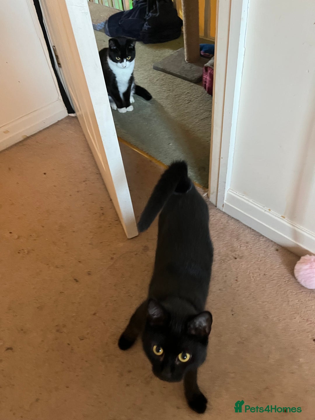 Mixed Breed cats for adoption: Rescue siblings Bumble and Bee need 1st ever home - Advert 4