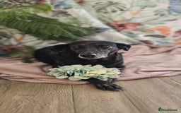 Mixed Breed dogs for adoption: A joint home needed for two Grandma’s - Image 9
