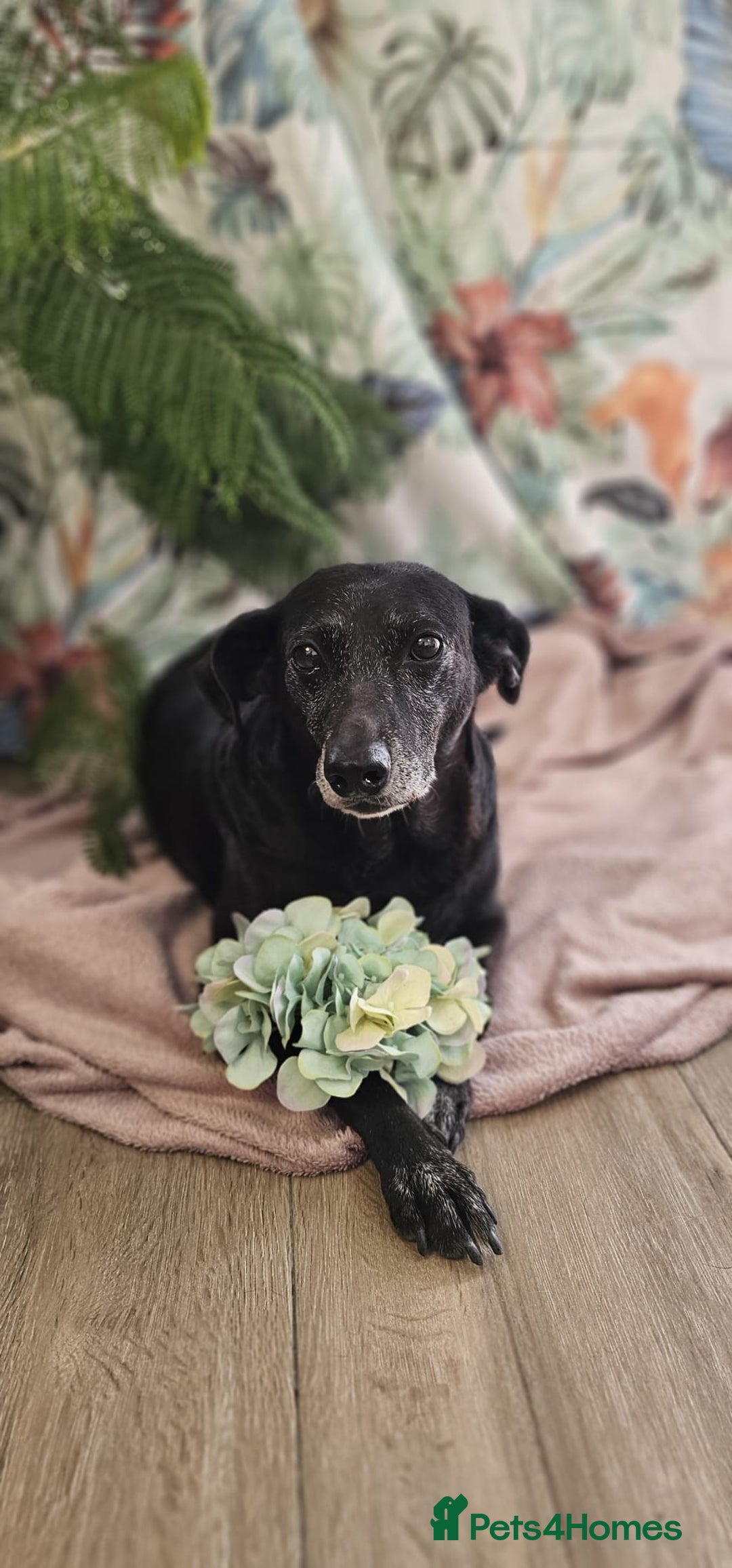 Mixed Breed dogs for adoption: A joint home needed for two Grandma’s - Image 9