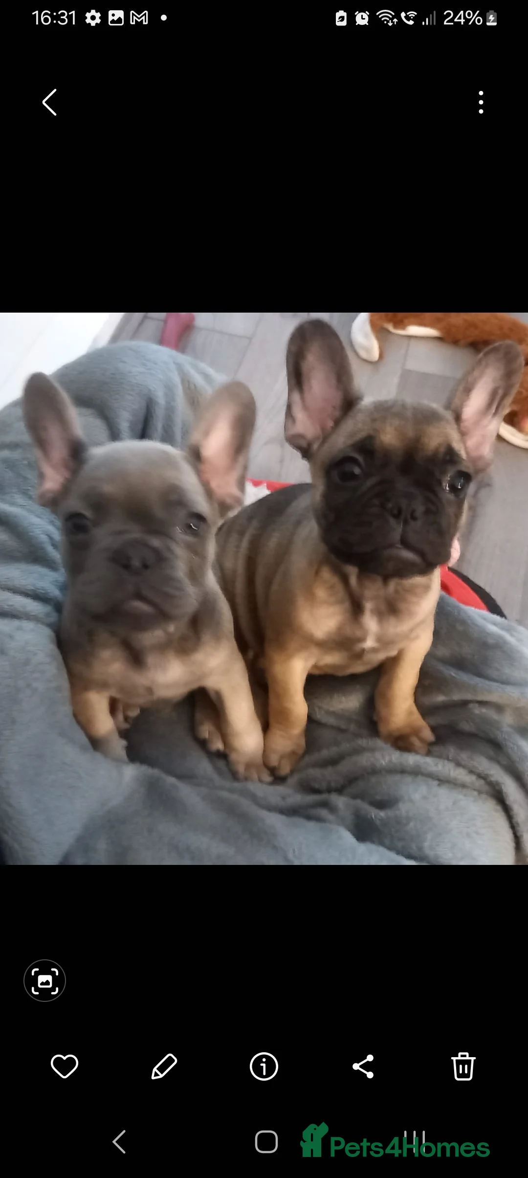 French Bulldog dogs for sale: French bulldogs  - Advert 7