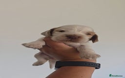 Cocker Spaniel dogs for sale: Kc registered health tested SHOW cocker spainel  - Image 5