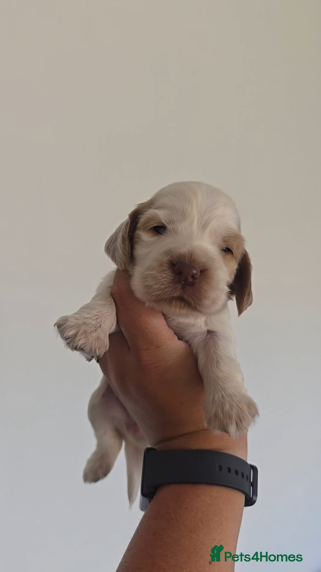 Cocker Spaniel dogs for sale: Kc registered health tested SHOW cocker spainel  - Image 5