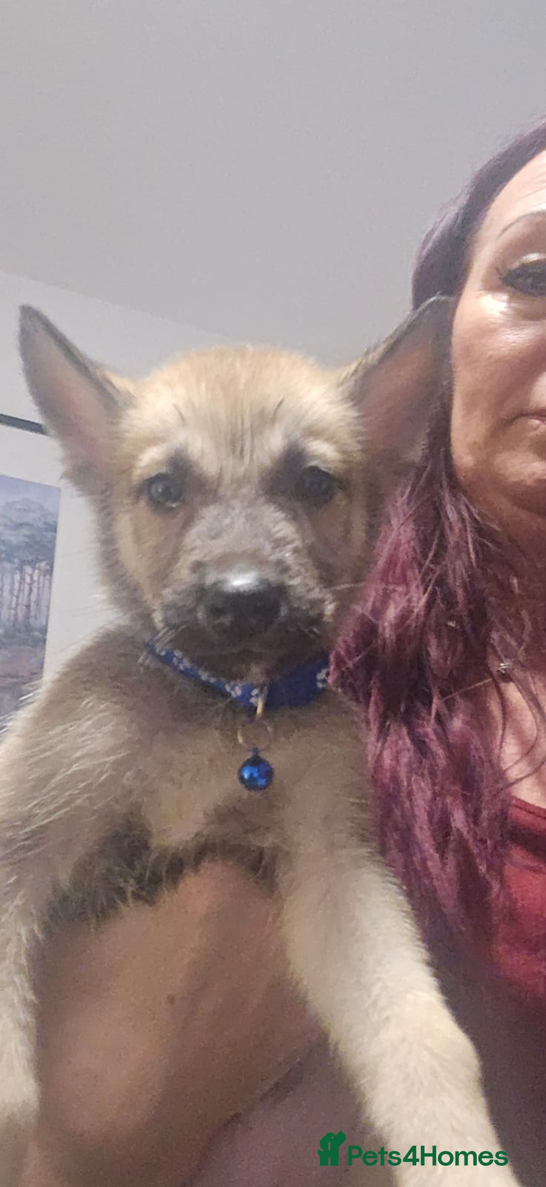 Belgian Shepherd Dog dogs for sale: Stunning Belusky Puppies! Ready Now! - Advert 4