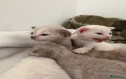 Devon Rex cats for sale: ❤️Devon rex kittens available 😻 - Image 8