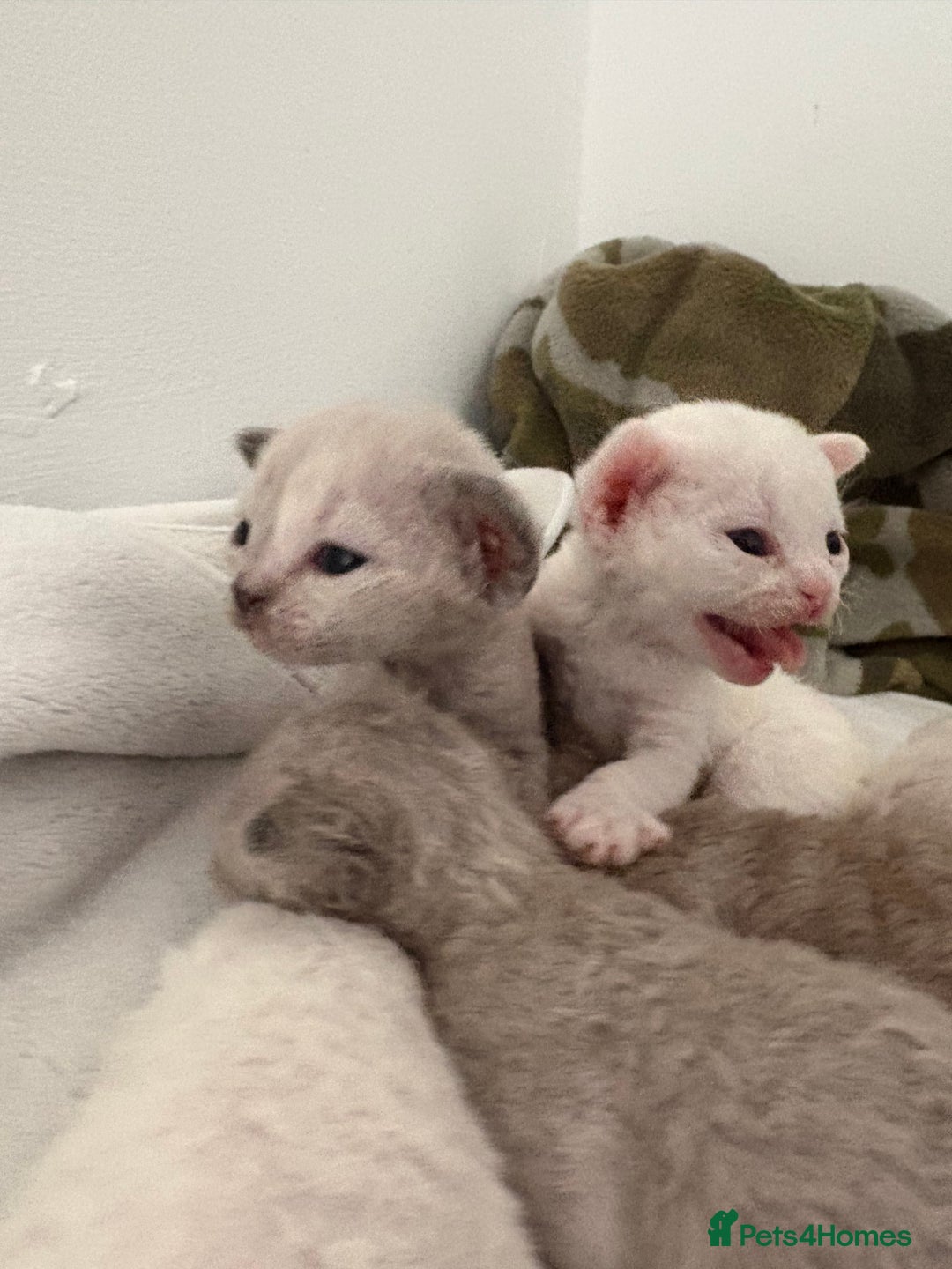 Devon Rex cats for sale: ❤️Devon rex kittens available 😻 - Image 8