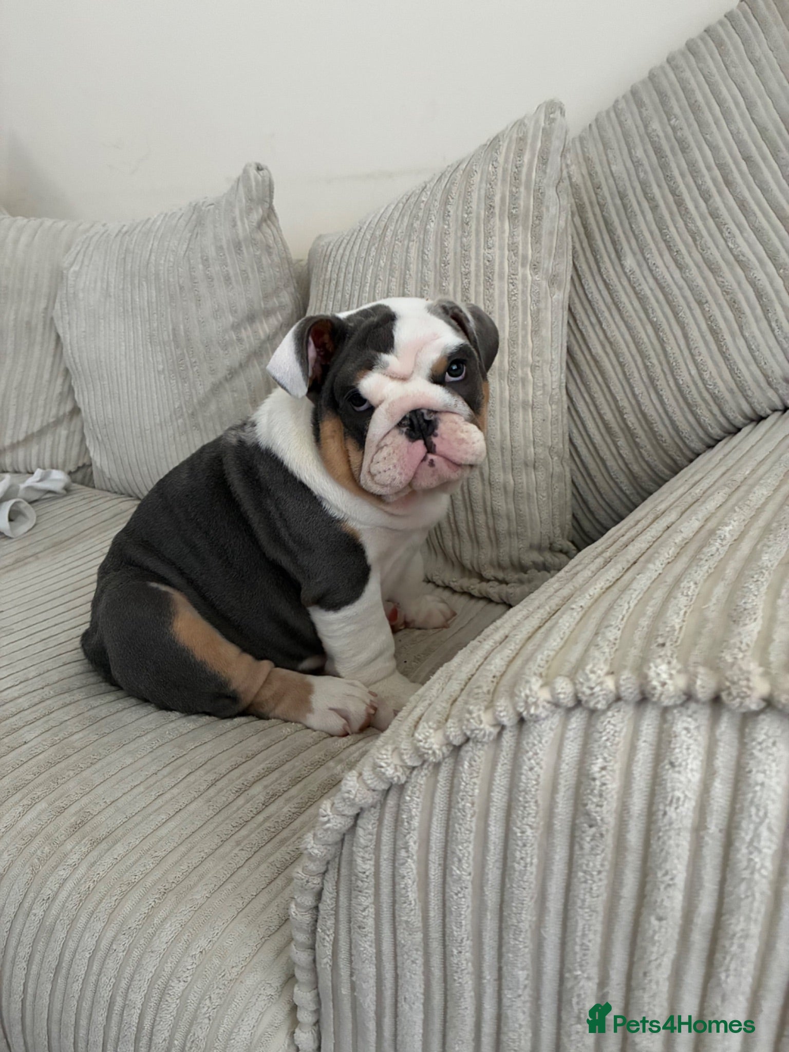 English Bulldog dogs English bulldog puppy  - Advert 1