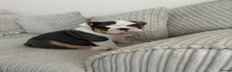 English Bulldog dogs for sale: English bulldog puppy  - Advert 10