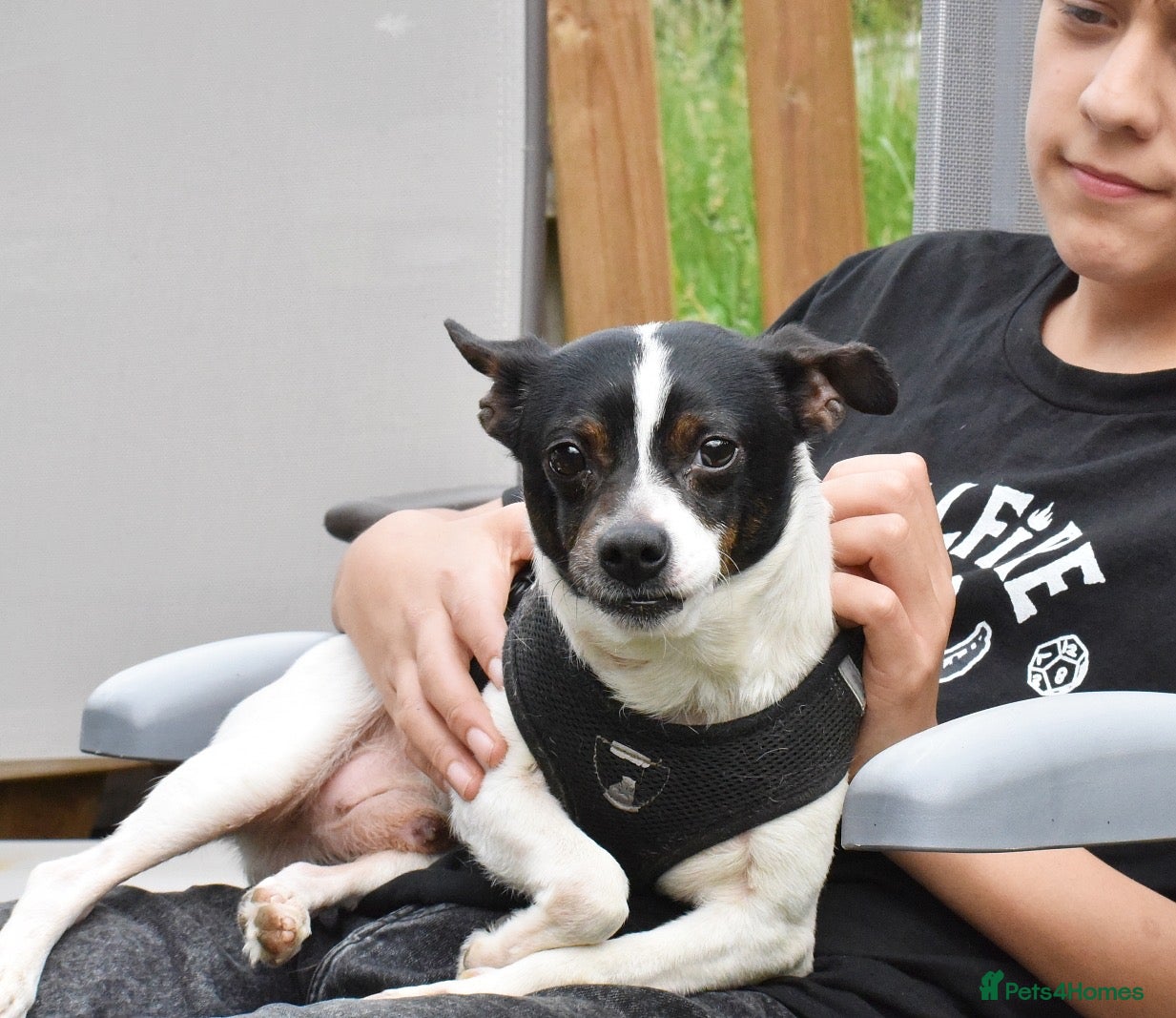 Mixed Breed dogs for adoption: Pipo - Andalusian Terrier in Alfreton - Advert 6