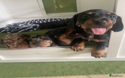 Miniature Dachshund dogs for sale: Ready for new homes Mini Dachshund  - Image 20