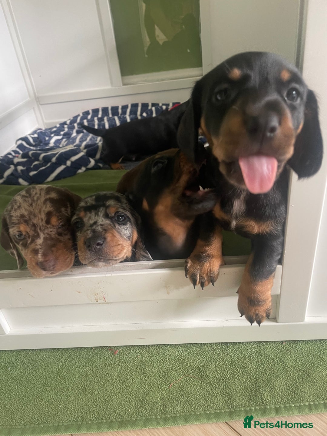 Miniature Dachshund dogs for sale: Ready for new homes Mini Dachshund  - Image 20