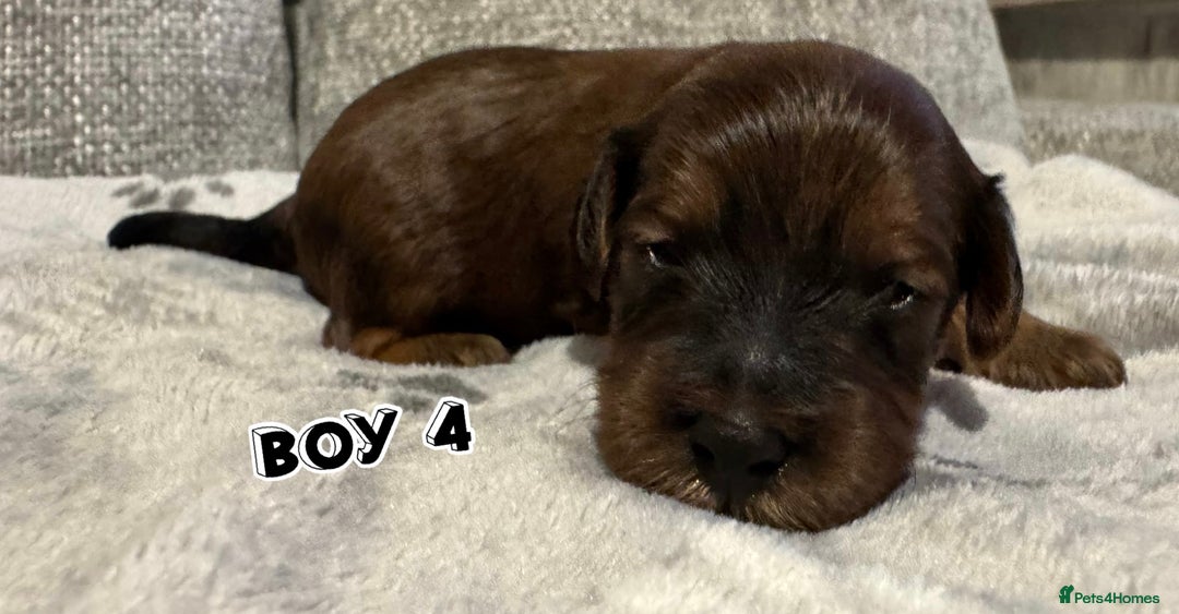 Cavapoo dogs for sale: F2 Toy Cavapoo puppies - Advert 11