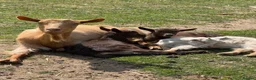 Goats livestock for sale: Goldern Gurnsey/Bagot - Advert 1