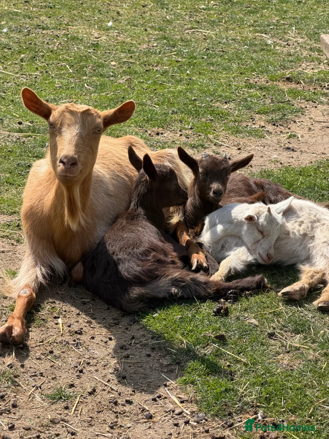 Goats livestock for sale: Goldern Gurnsey/Bagot - Advert 1