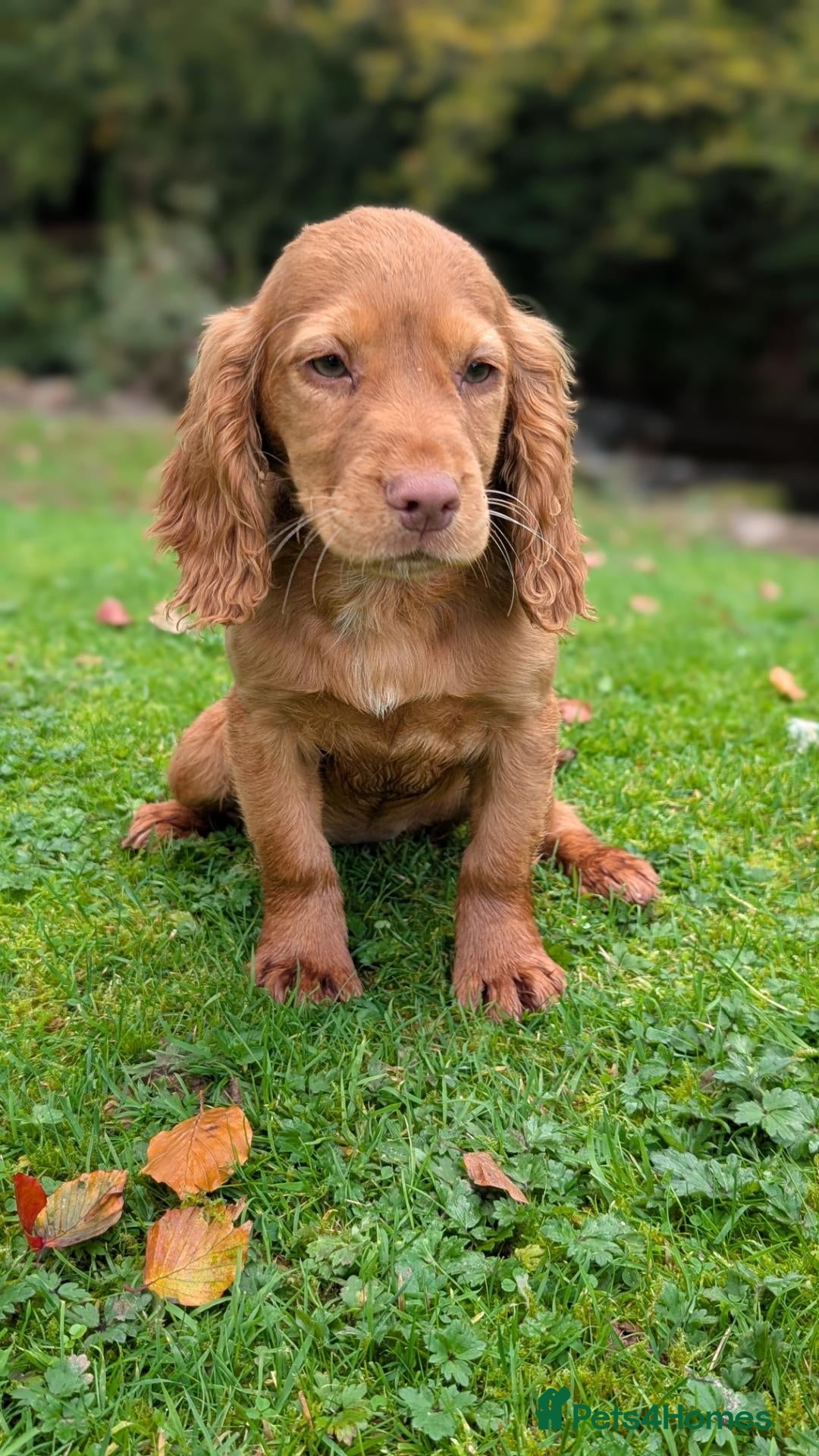 Cocker Spaniel dogs One male and one female golden cocker spaniel  - Advert 1