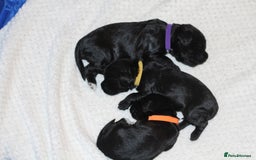 Cocker Spaniel dogs for sale: Cocker spaniels - Image 7